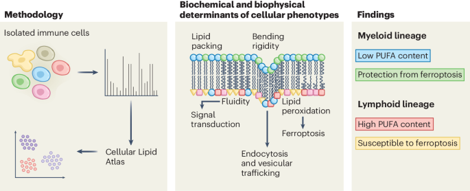 Lipidomes define immune cell identity