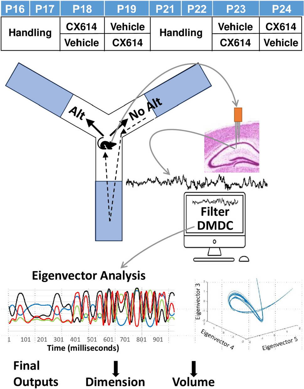 Analysis of hippocampal local field potentials by diffusion mapped delay coordinates