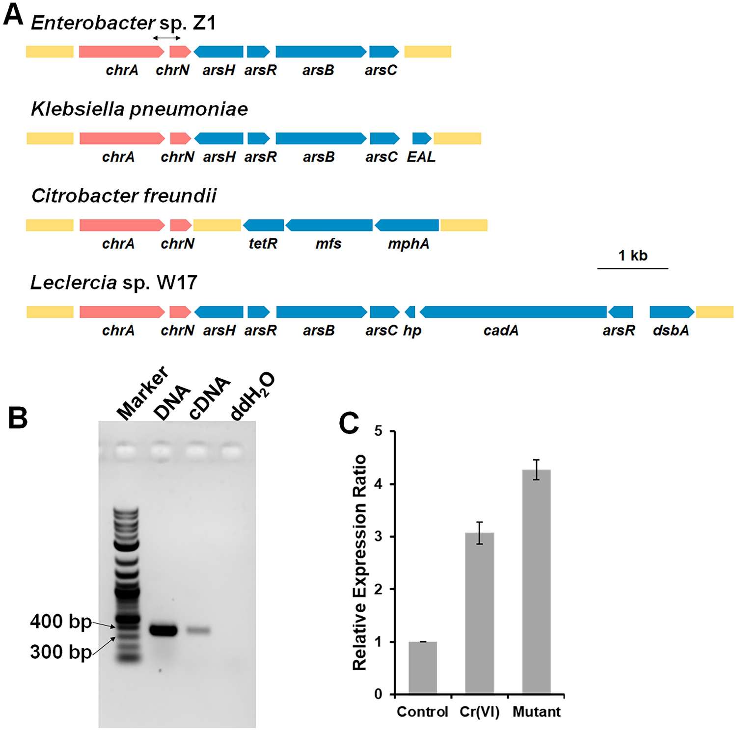 A PadR family transcriptional repressor regulates the transcription of chromate efflux transporter in Enterobacter sp. Z1
