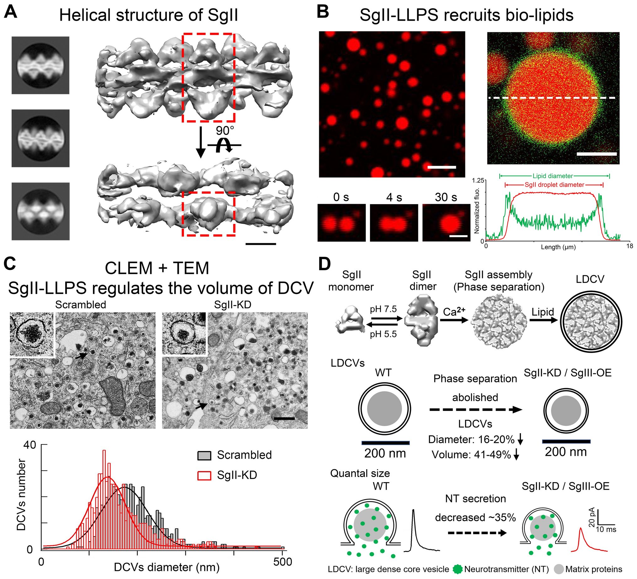 Liquid–Liquid Phase Separation within Dense-Core Vesicles in Sympathetic Adrenal Chromaffin Cells