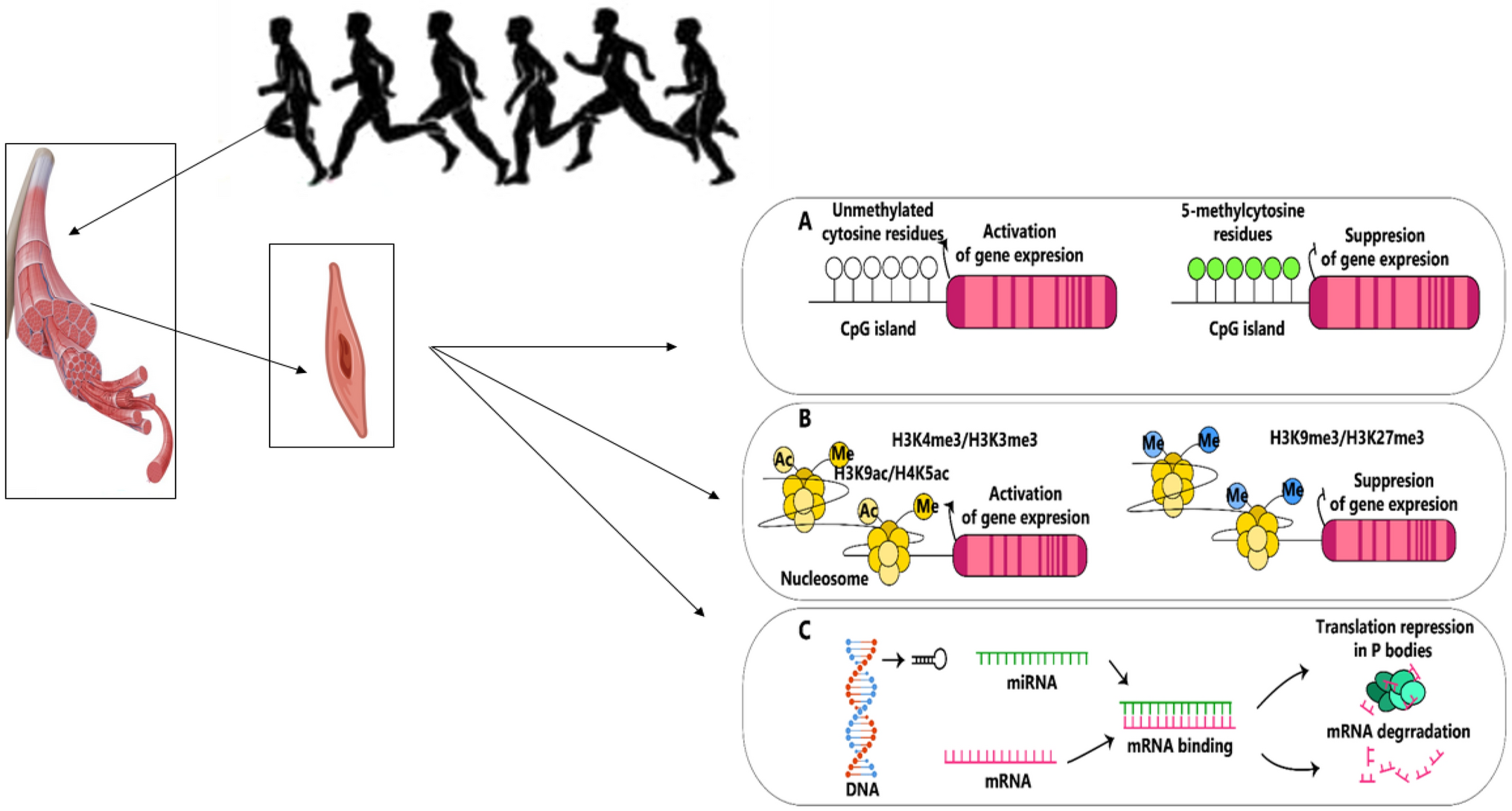 The effects of exercise on epigenetic modifications: focus on DNA methylation, histone modifications and non-coding RNAs