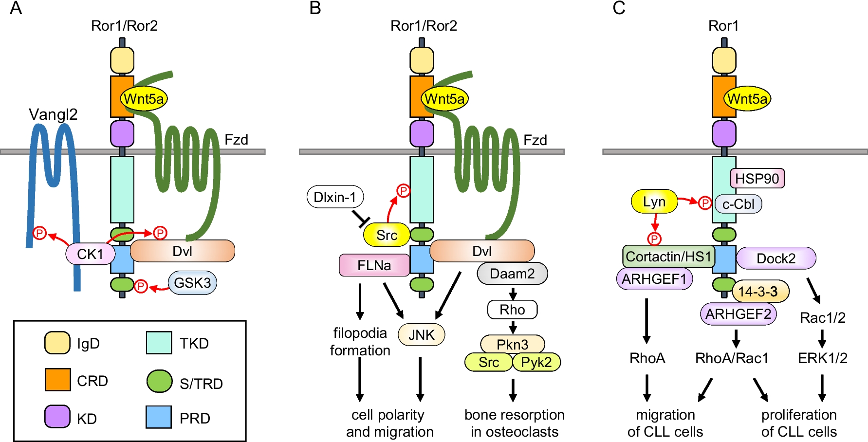 Role of the Ror family receptors in Wnt5a signaling