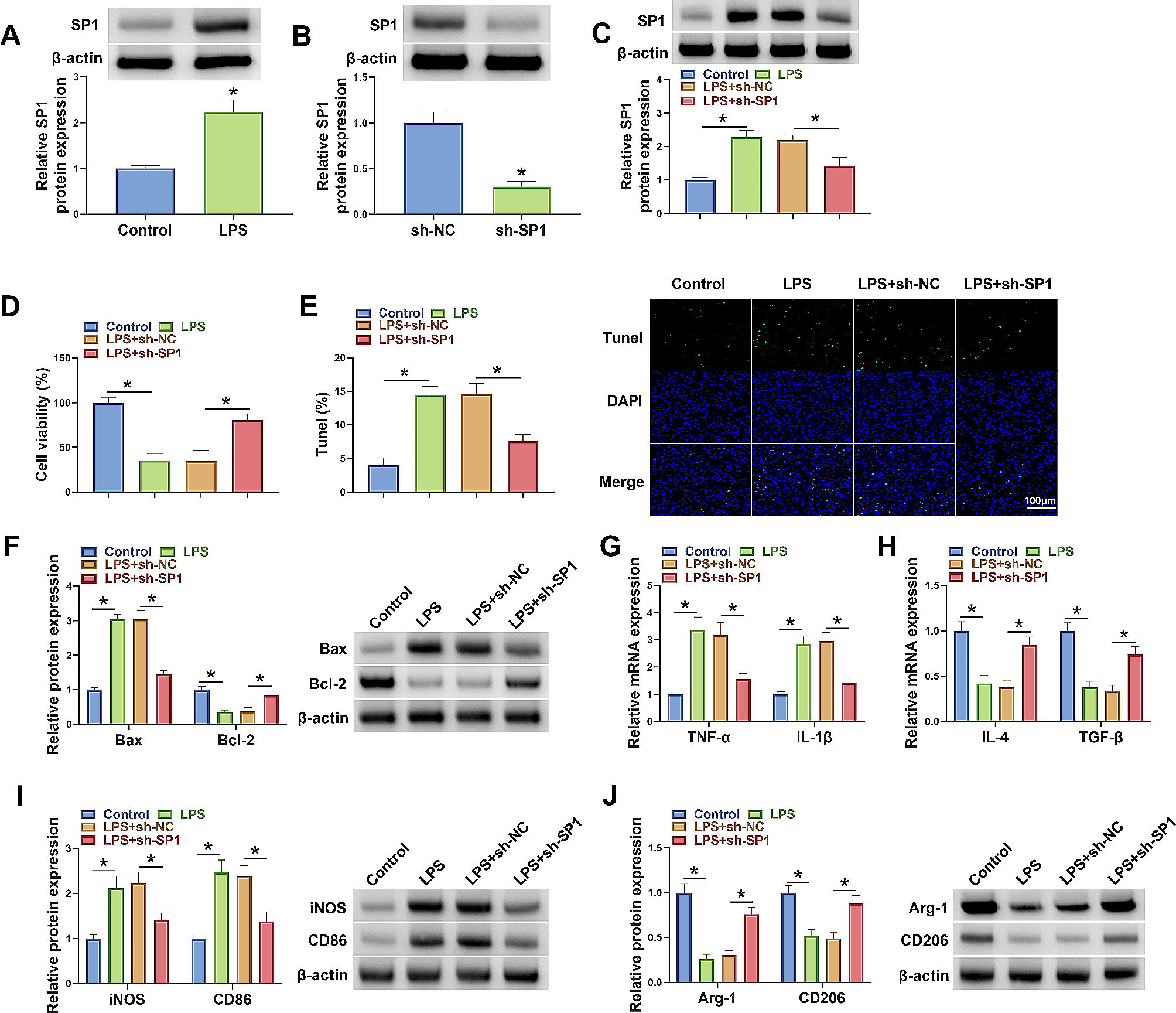 SP1 transcriptionally activates HTR2B to aggravate traumatic spinal cord injury by shifting microglial M1/M2 polarization
