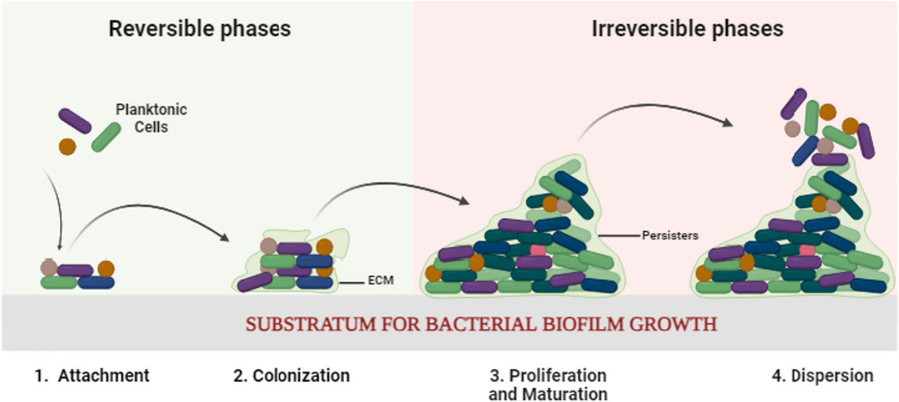 Current Strategies for Combating Biofilm-Forming Pathogens in Clinical Healthcare-Associated Infections