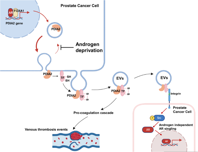 PDIA2 has a dual function in promoting androgen deprivation therapy induced venous thrombosis events and castrate resistant prostate cancer progression