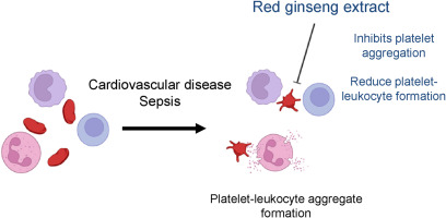 Red ginseng extract inhibits lipopolysaccharide-induced platelet–leukocyte aggregates in mice