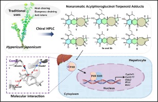 Discovery of PXR agonists from Hypericum japonicum: A class of novel nonaromatic acylphloroglucinol-terpenoid adducts