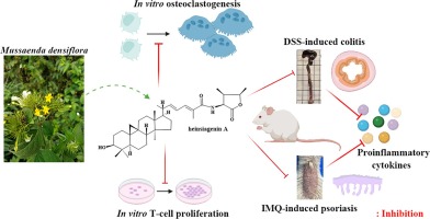 N-Containing triterpenoid saponins from Mussaenda densiflora and identification of heinsiagenin A as a potent immunosuppressant