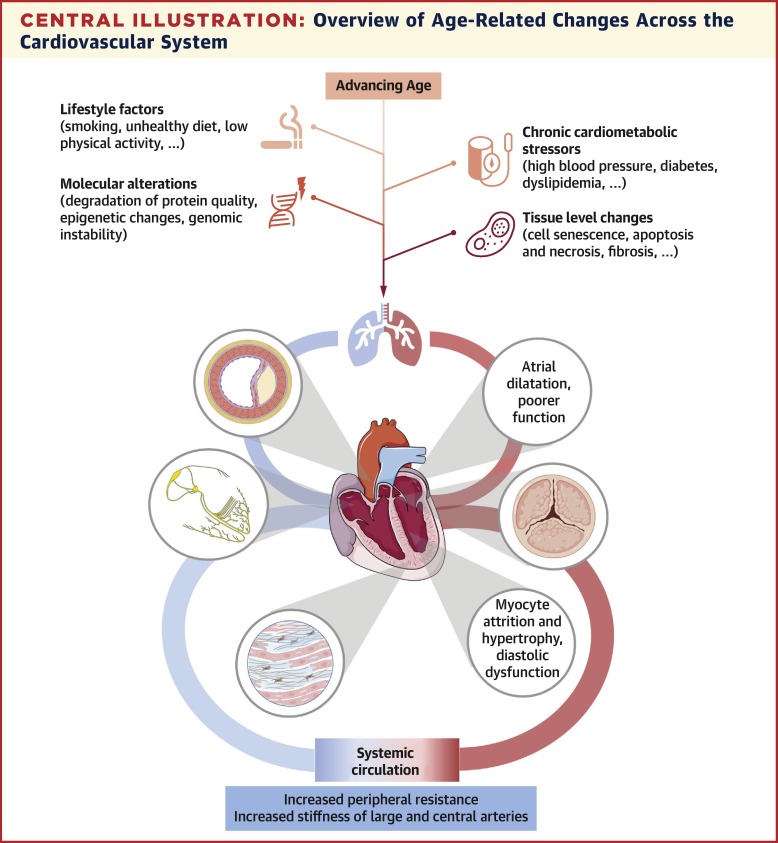 Noninvasive Techniques for Tracking Biological Aging of the Cardiovascular System: JACC Family Series