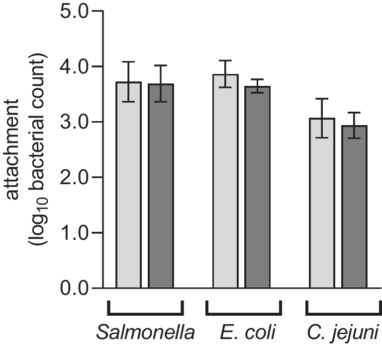 Influence of a nanoscale coating on plucking fingers and stainless steel on attachment and detachment of Salmonella Enteritidis, Escherichia coli and Campylobacter jejuni