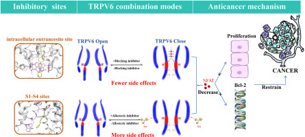 Advances in TRPV6 inhibitors for tumors by targeted therapies: Macromolecular proteins, synthetic small molecule compounds, and natural compounds