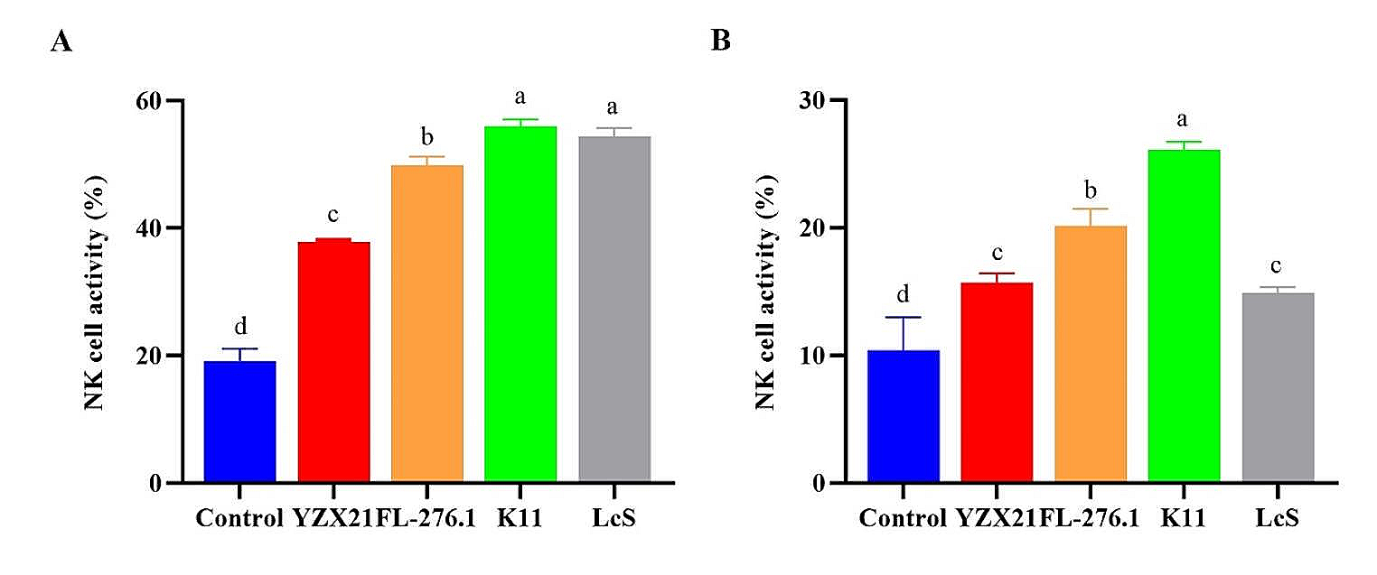 Lacticaseibacillus casei K11 exerts immunomodulatory effects by enhancing natural killer cell cytotoxicity via the extracellular regulated-protein kinase pathway