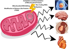 From powerhouse to regulator: The role of mitoepigenetics in mitochondrion-related cellular functions and human diseases