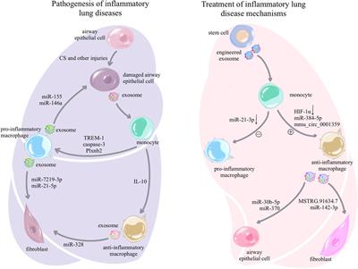 Exosomes: efficient macrophage-related immunomodulators in chronic lung diseases