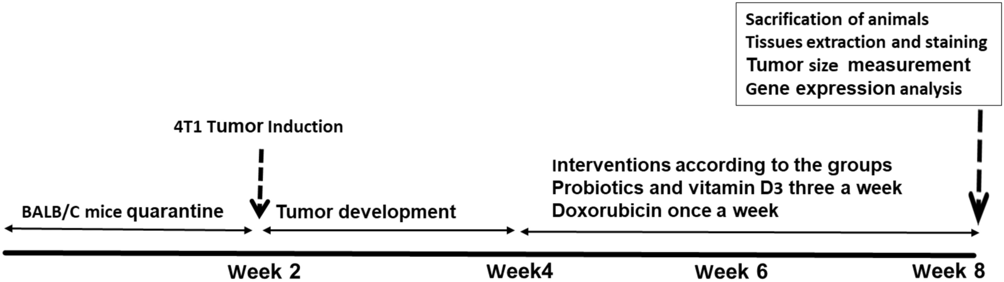 Coadministration of doxorubicin with vitamin D3, Lactobacillus acidophilus, and Lactobacillus casei in the 4T1 mouse model of breast cancer: anticancer and enteroprotective effects