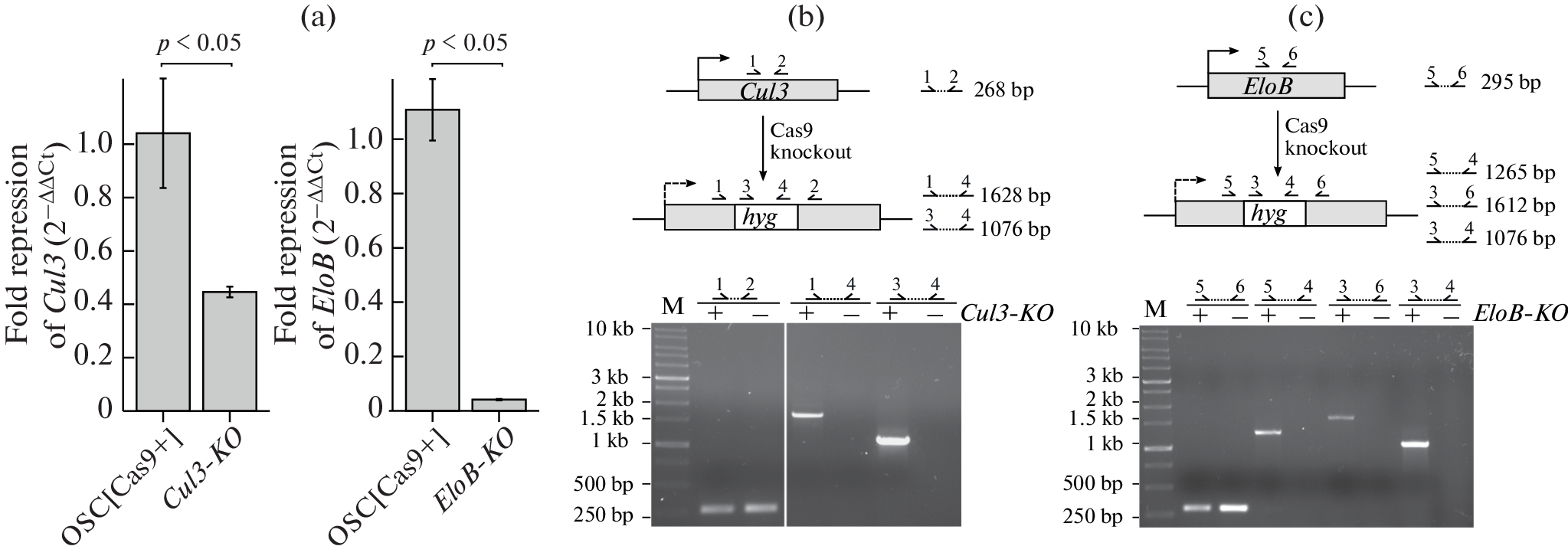 Method of Inducible Knockdown of Essential Genes in OSC Cell Culture of Drosophila melanogaster