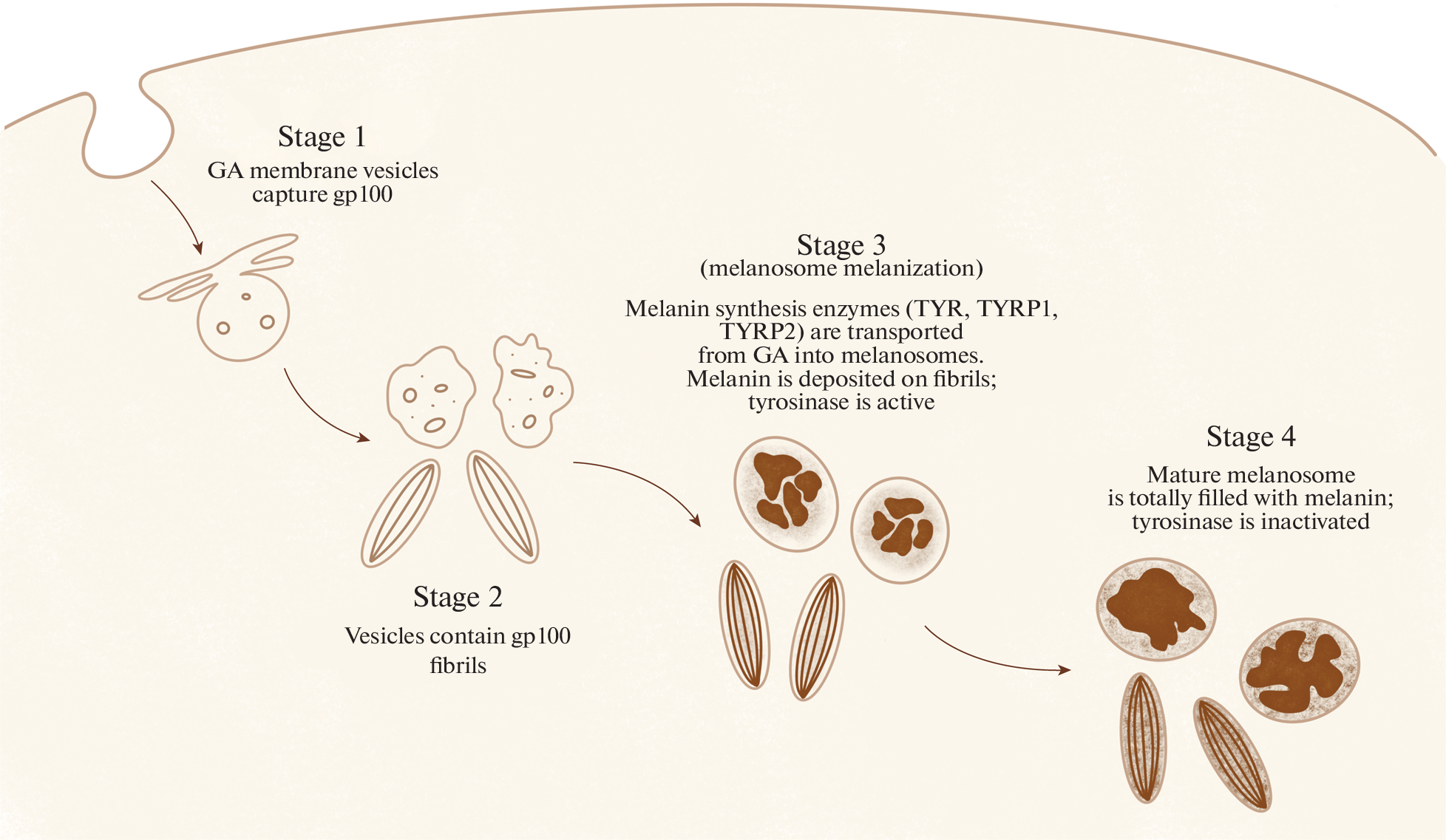 Uveal Melanoma: Molecular and Genetic Mechanisms of Development and Therapeutic Approaches
