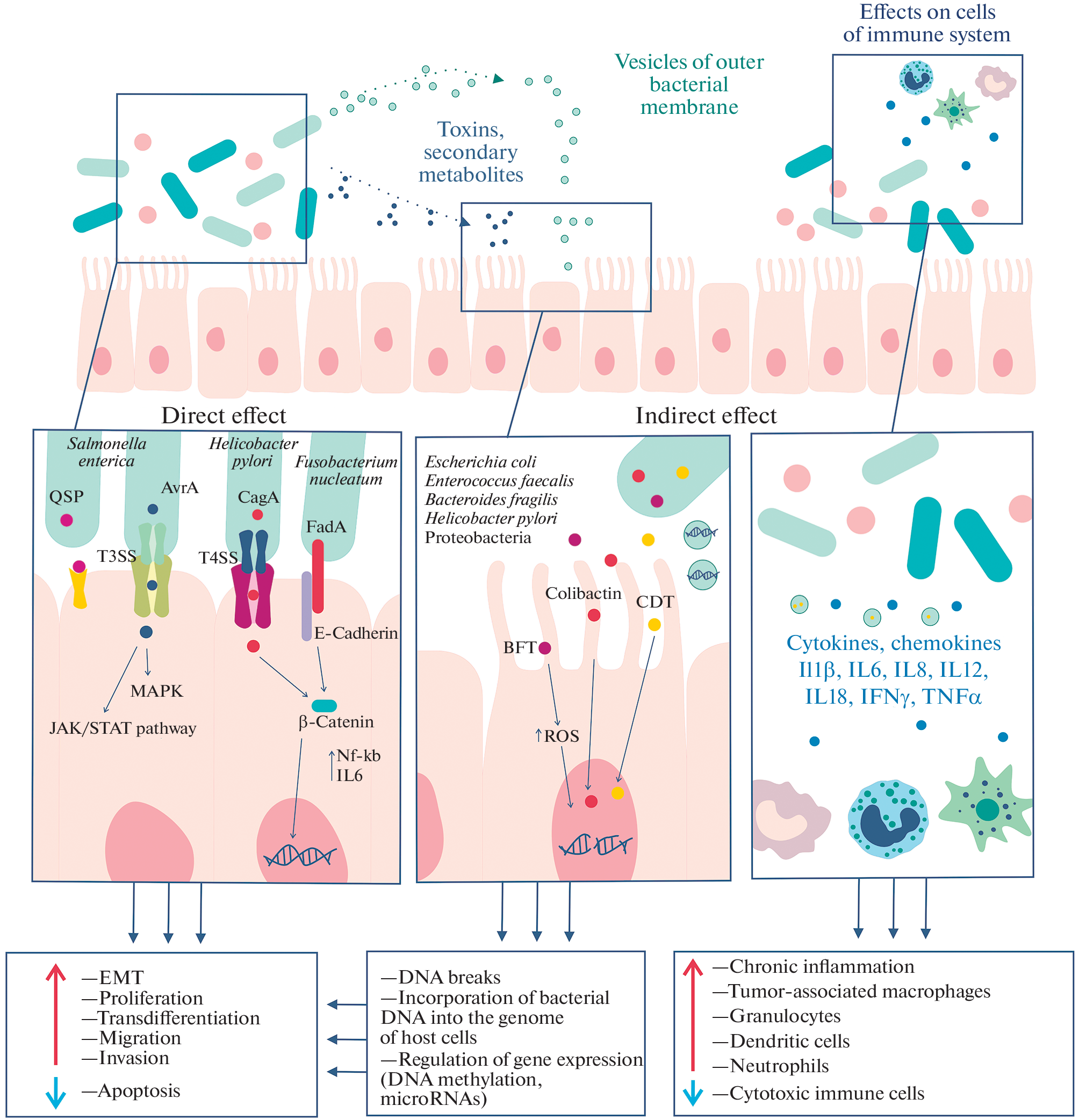 The Oral Microbiome in the Development of Oral Cancer