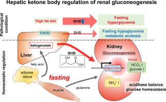 Hepatic ketone body regulation of renal gluconeogenesis