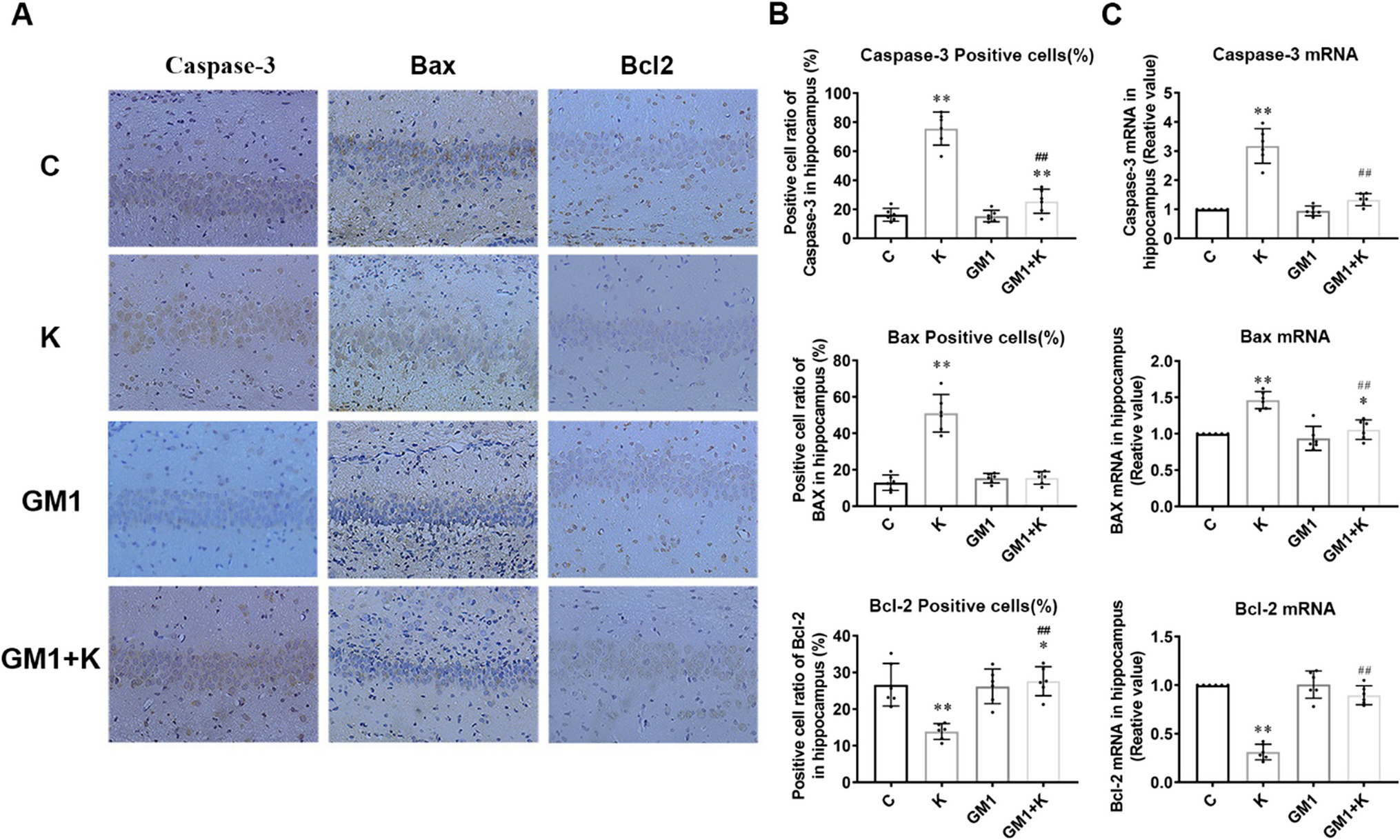 Correction to: Protective Effect of GM1 Attenuates Hippocampus and Cortex Apoptosis After Ketamine Exposure in Neonatal Rat via PI3K/AKT/GSK3β Pathway