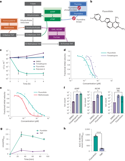 A folate inhibitor exploits metabolic differences in Pseudomonas aeruginosa for narrow-spectrum targeting
