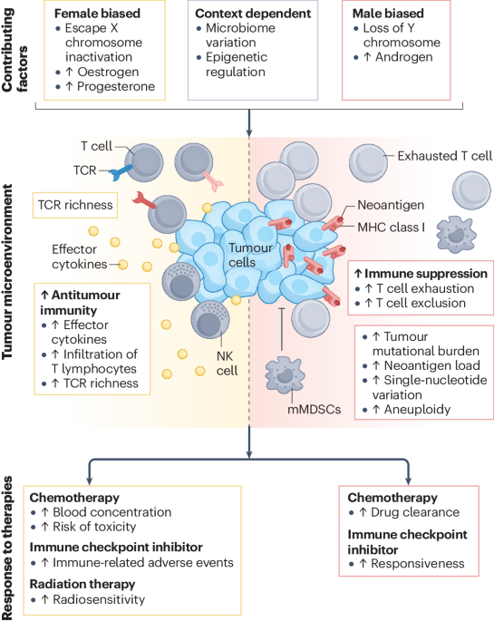 Hallmarks of sex bias in immuno-oncology: mechanisms and therapeutic implications