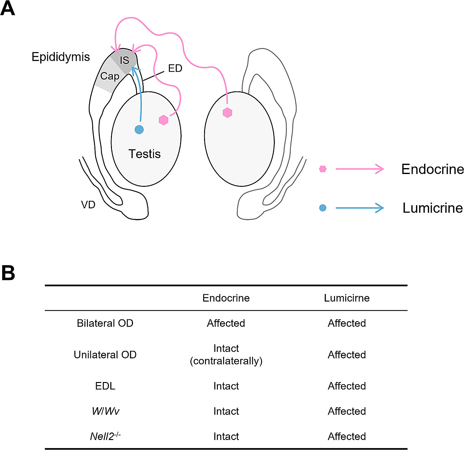 Distinct actions of testicular endocrine and lumicrine signaling on the proximal epididymal transcriptome