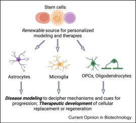 Stem cell engineering approaches for investigating glial cues in central nervous system disorders