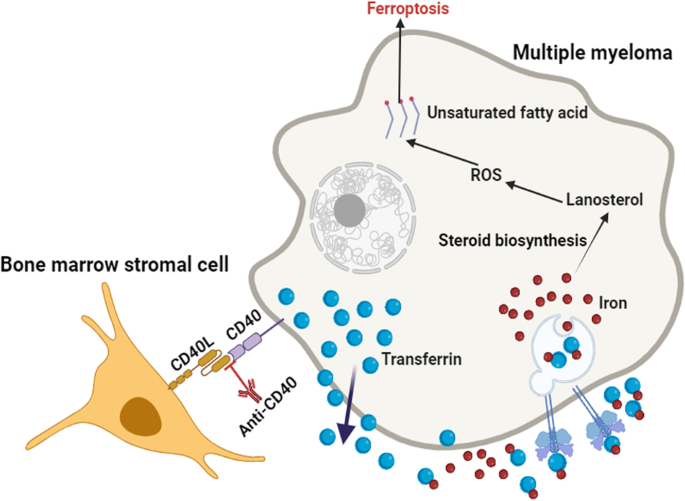 Bone marrow stromal cells dictate lanosterol biosynthesis and ferroptosis of multiple myeloma