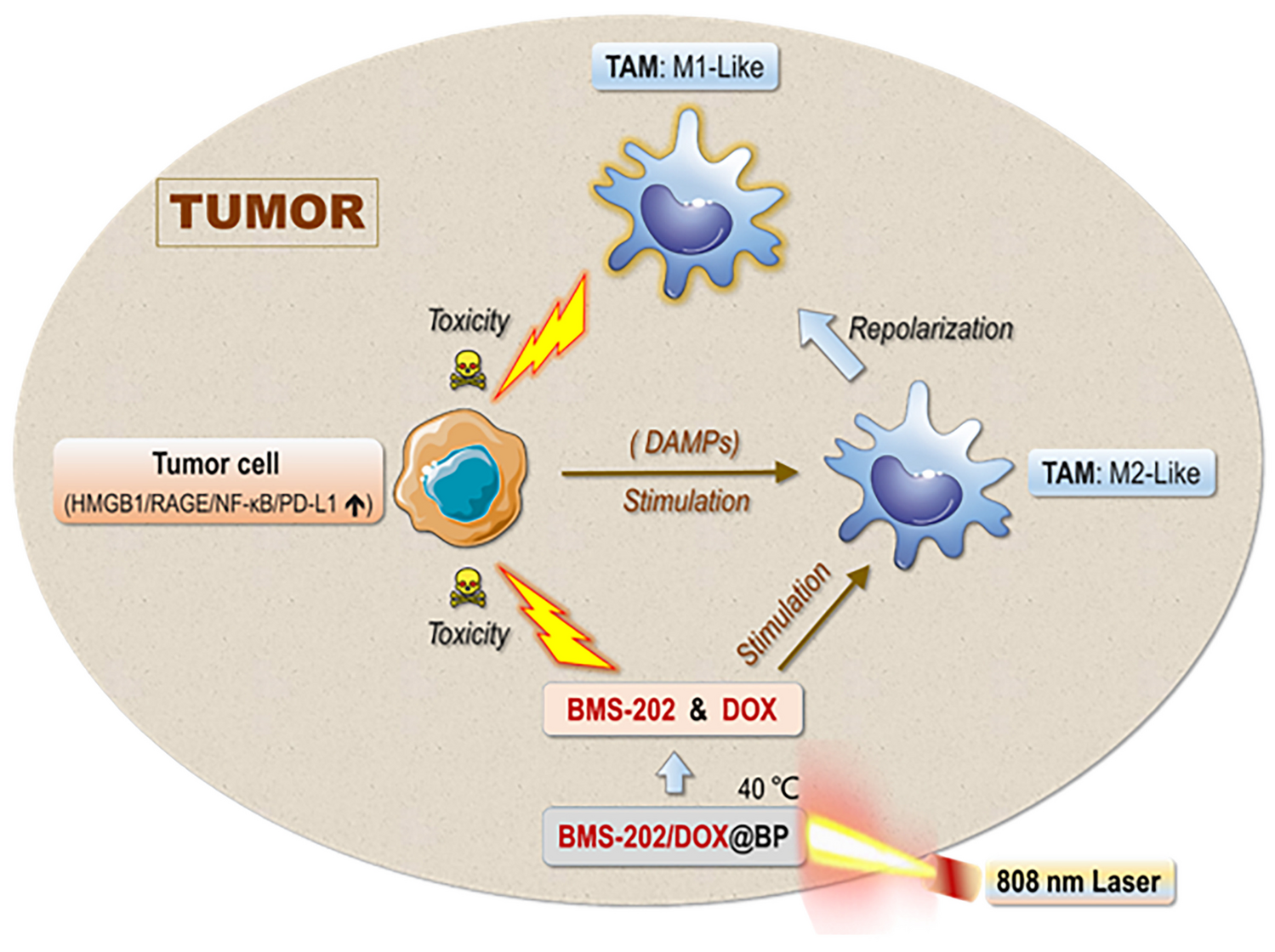 Anti-lung cancer synergy of low-dose doxorubicin and PD-L1 blocker co-delivered via mild photothermia-responsive black phosphorus