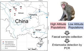 Epidemiological investigation of Entamoeba in wild rhesus macaques in China: a novel ribosomal lineage and genetic differentiation of Entamoeba nuttalli