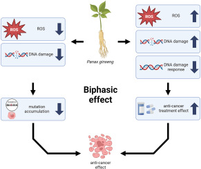 Targeting the DNA damage response (DDR) of cancer cells with natural compounds derived from Panax ginseng and other plants