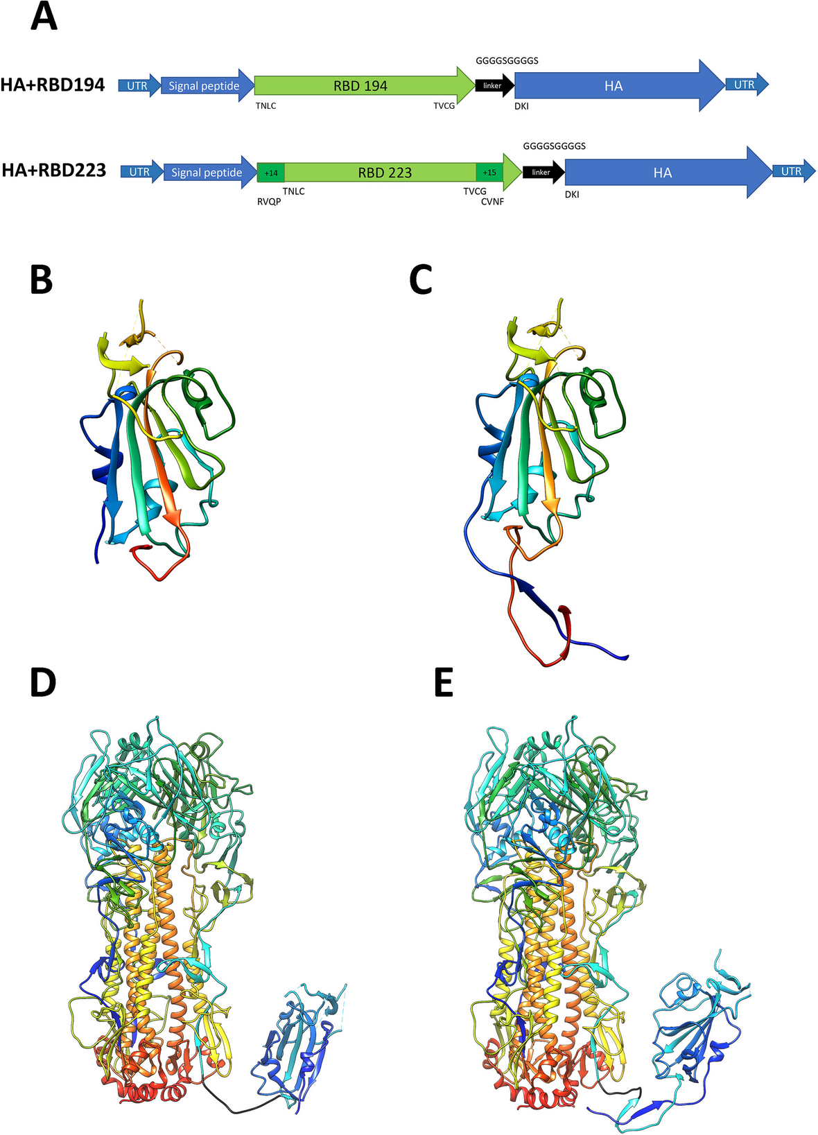 Expression of the SARS-CoV-2 receptor-binding domain by live attenuated influenza vaccine virus as a strategy for designing a bivalent vaccine against COVID-19 and influenza