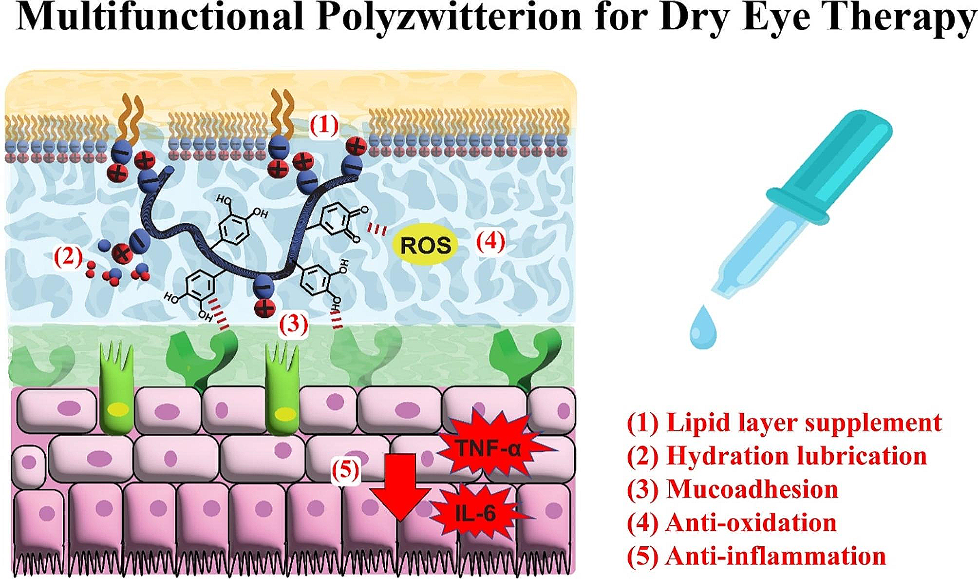 Mucoadhesive, antioxidant, and lubricant catechol-functionalized poly(phosphobetaine) as biomaterial nanotherapeutics for treating ocular dryness