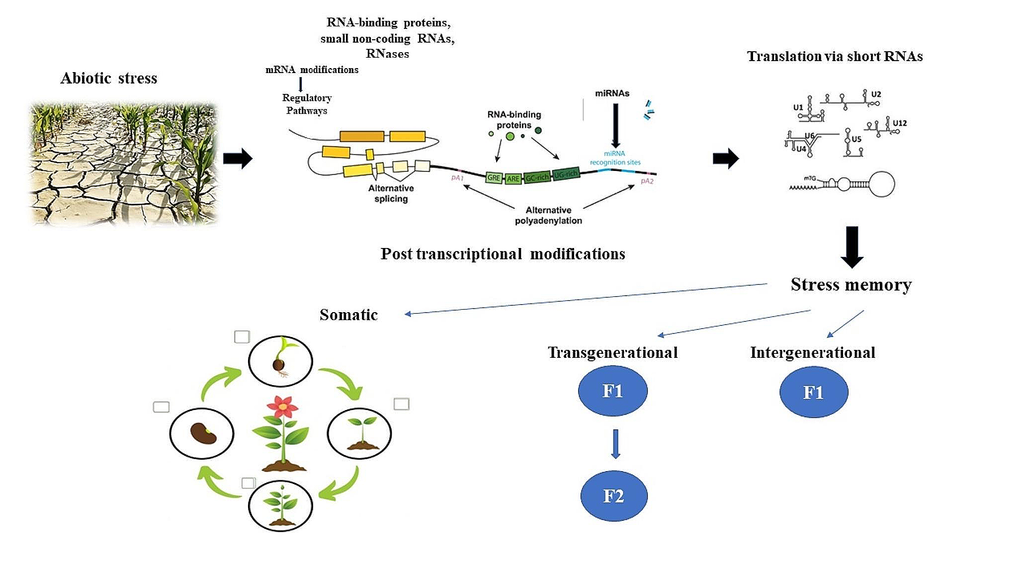 A review of the potential involvement of small RNAs in transgenerational abiotic stress memory in plants
