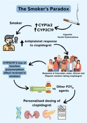 Investigation of smoking on the antiplatelet response to clopidogrel: Unravelling the Smoker’s Paradox.