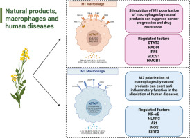 Natural product/diet-based regulation of macrophage polarization: Implications in treatment of inflammatory-related diseases and cancer