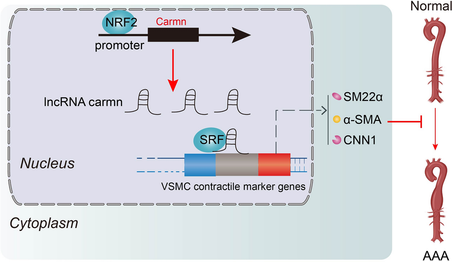 LncRNA CARMN inhibits abdominal aortic aneurysm formation and vascular smooth muscle cell phenotypic transformation by interacting with SRF