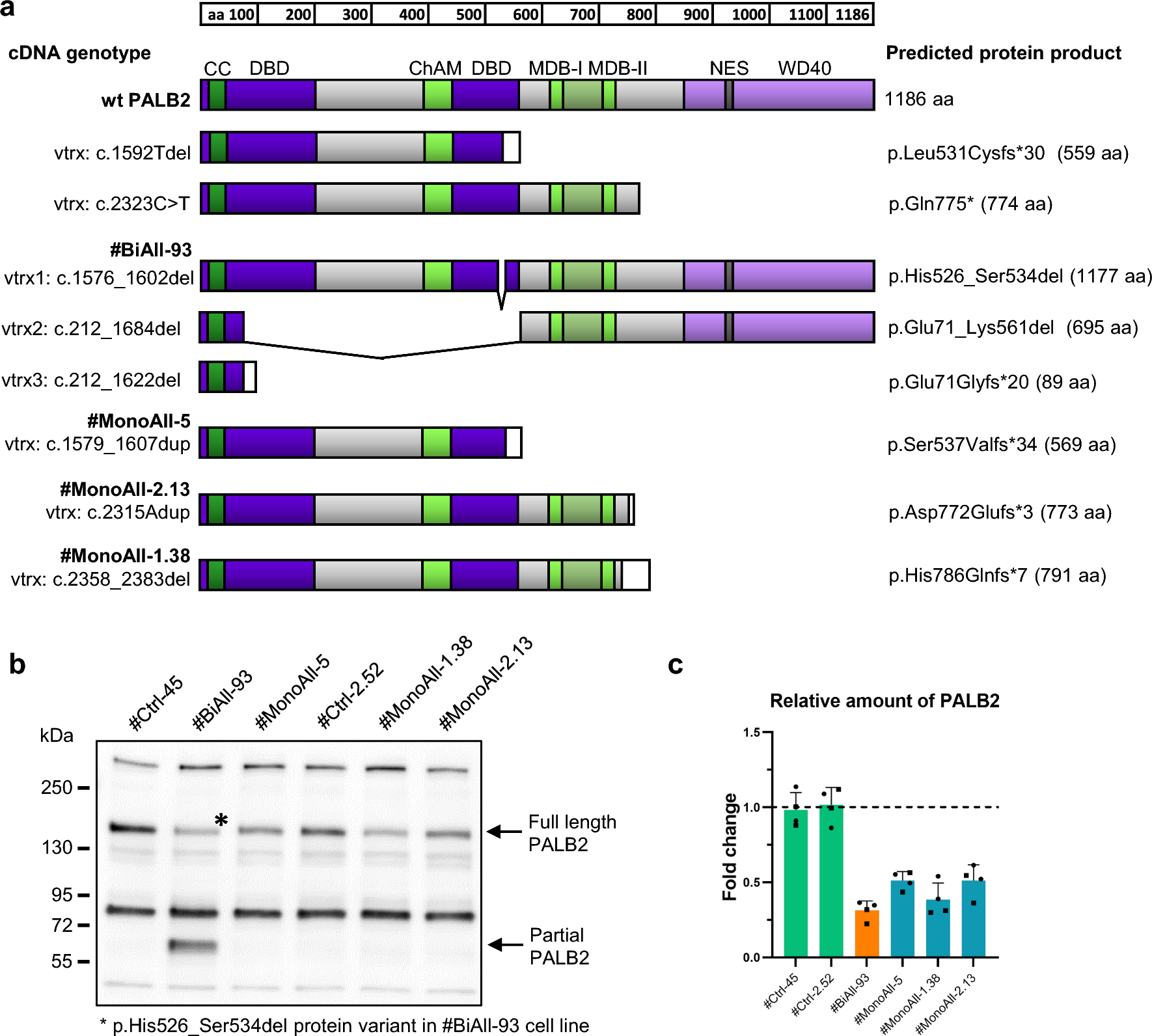 PALB2-mutated human mammary cells display a broad spectrum of morphological and functional abnormalities induced by increased TGFβ signaling