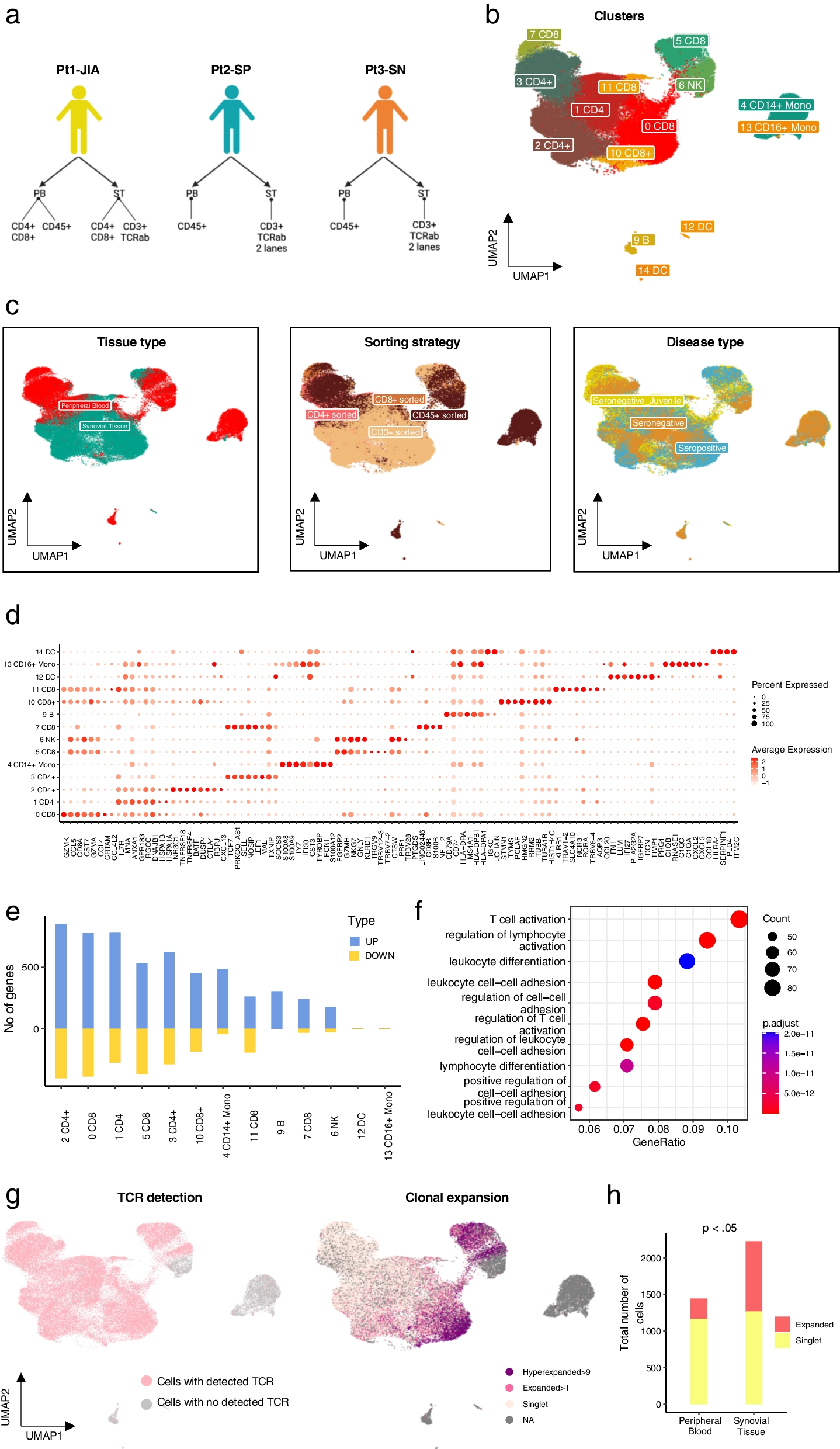 Single-cell characterisation of tissue homing CD4 + and CD8 + T cell clones in immune-mediated refractory arthritis