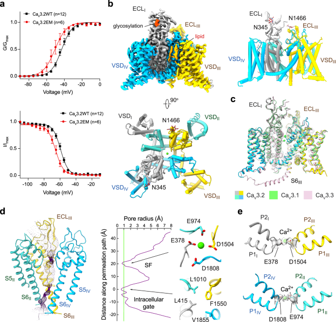 Structural basis for human Cav3.2 inhibition by selective antagonists