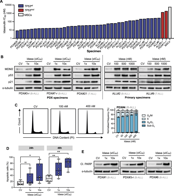 Combination p53 activation and BCL-xL/BCL-2 inhibition as a therapeutic strategy in high-risk and relapsed acute lymphoblastic leukemia