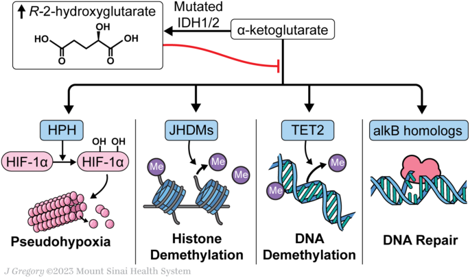 Management of isocitrate dehydrogenase 1/2 mutated acute myeloid leukemia