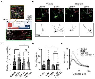 PLC-γ-Ca2+ pathway regulates axonal TrkB endocytosis and is required for long-distance propagation of BDNF signaling