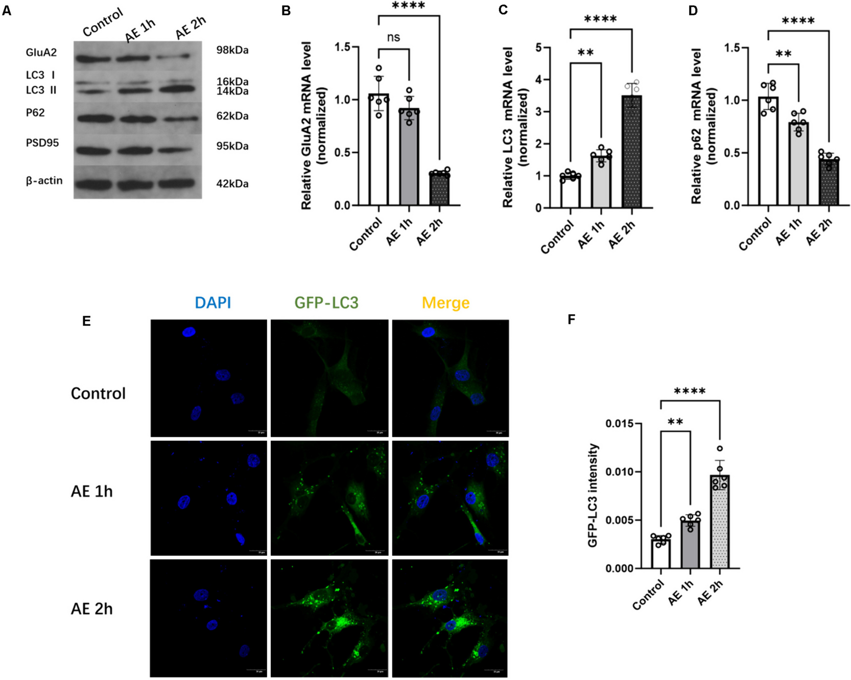Investigating the Effects of Perampanel on Autophagy-mediated Regulation of GluA2 and PSD95 in Epilepsy