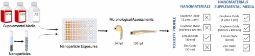 The addition of mammalian cell culture medium impacts nanoparticle toxicity in zebrafish