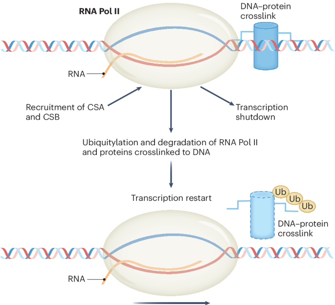 Adding a transcription-coupled repair pathway
