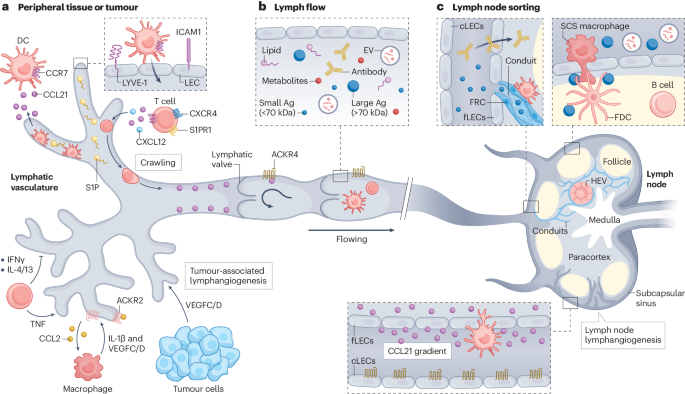 Lymphatic vessels in the age of cancer immunotherapy