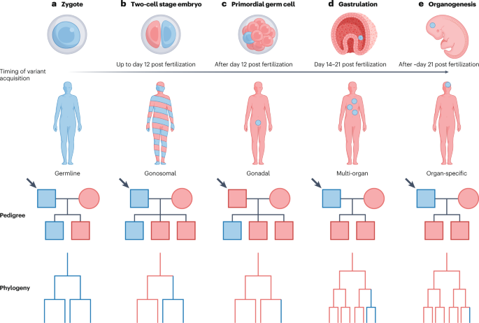Human embryonic genetic mosaicism and its effects on development and disease