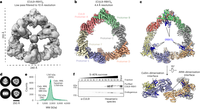 Noncanonical assembly, neddylation and chimeric cullin–RING/RBR ubiquitylation by the 1.8 MDa CUL9 E3 ligase complex